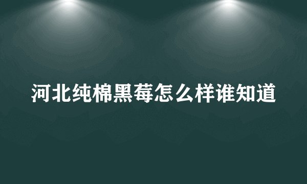 河北纯棉黑莓怎么样谁知道