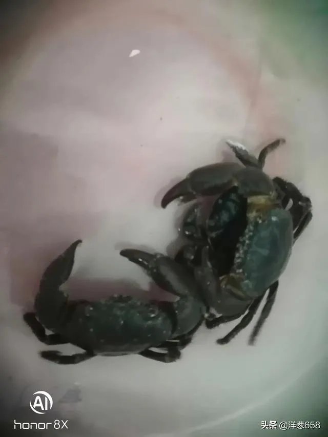 杨梅坑好玩吗