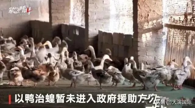 巴基斯坦蝗灾怎么样了?最近怎么感觉没人提及?