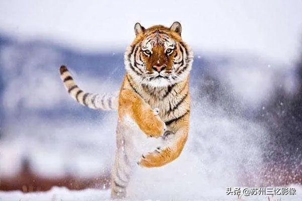 买了70-200f2.8,有必要换成70-200f2.8IS吗?为什么?