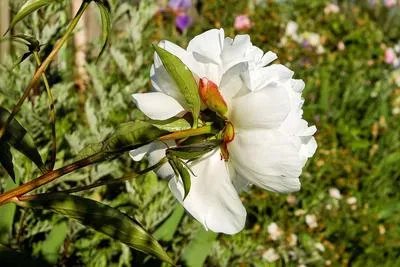 被子植物的双受精作用 这些生物学知识你一定要知道