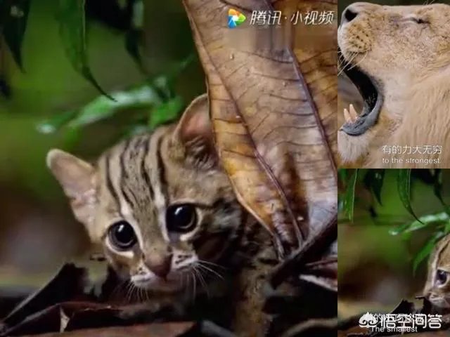 BBC大猫哪里可以看？