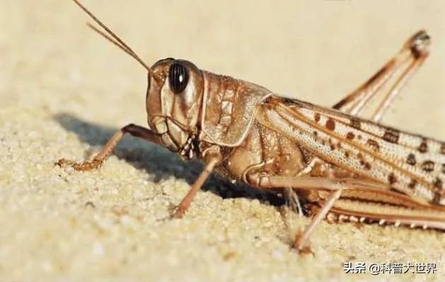非洲蝗虫成灾,已影响印度和巴基斯坦,会传入中国吗?