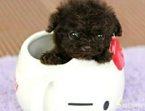 茶杯犬的寿命多长？