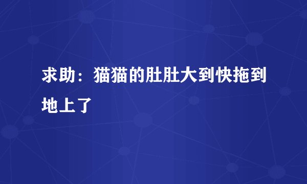 求助：猫猫的肚肚大到快拖到地上了