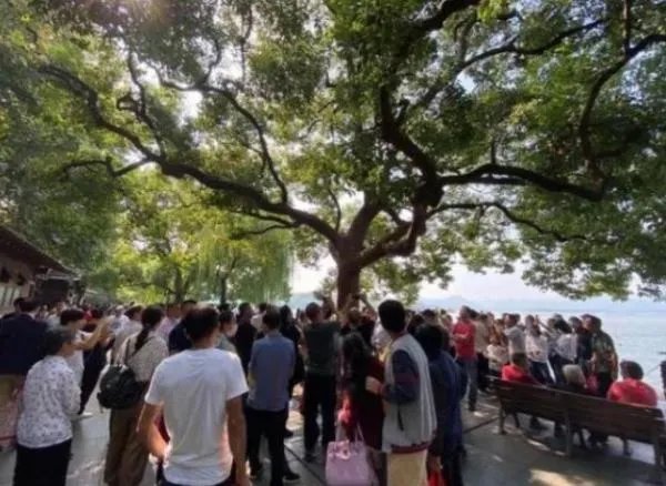 西湖网红松鼠被鹰抓走,抓住松鼠的是什么品种的鹰?在当地是否常见?