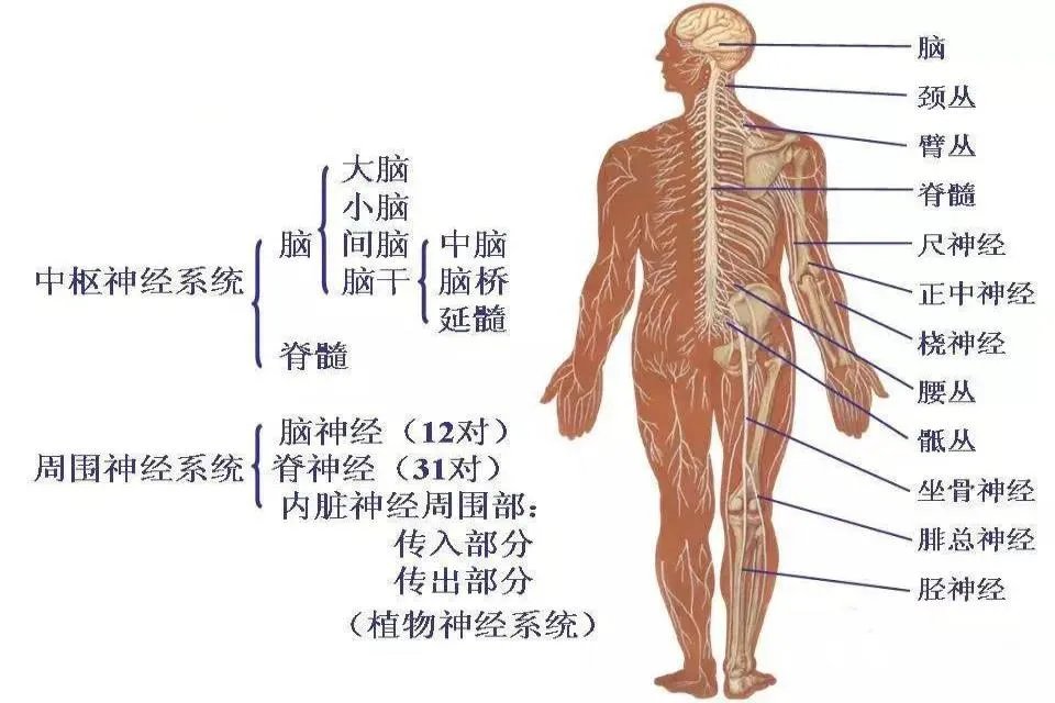 神经系统解剖图