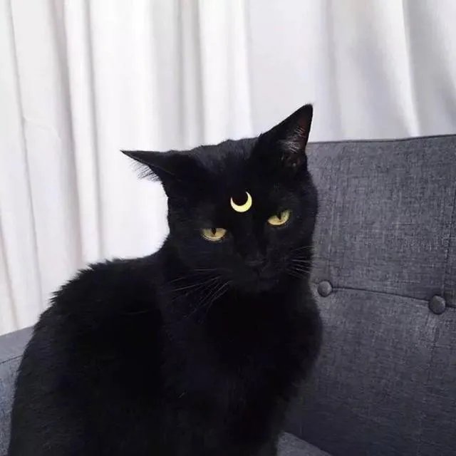 大家有没有特别搞笑的猫咪图片？