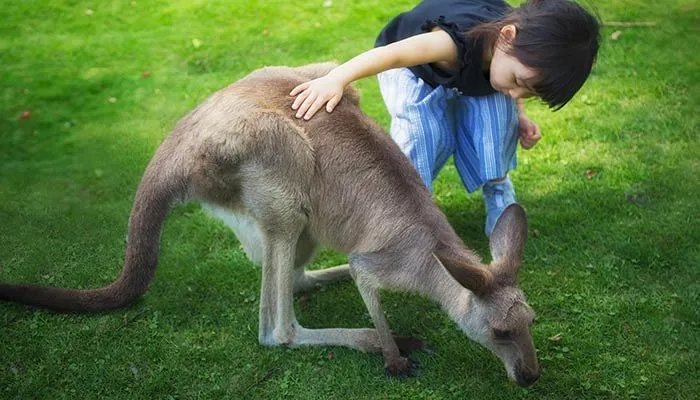 袋鼠中大多数是左撇子还是右撇子 袋鼠到底是左撇子还是右撇子