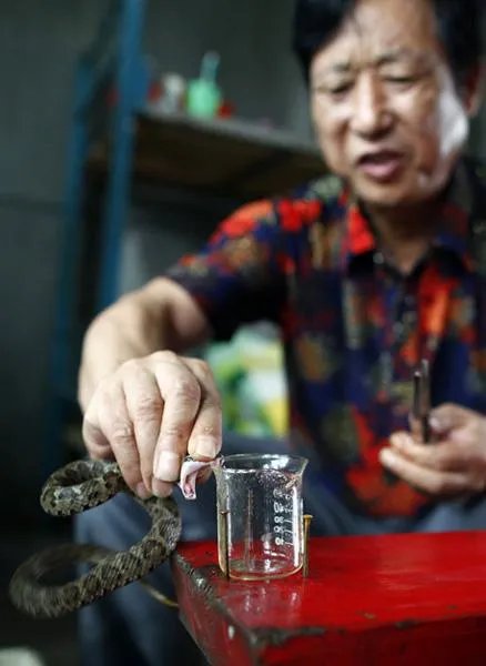 子思桥村的百万蛇村