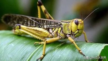 非洲蝗虫成灾,已影响印度和巴基斯坦,会传入中国吗?