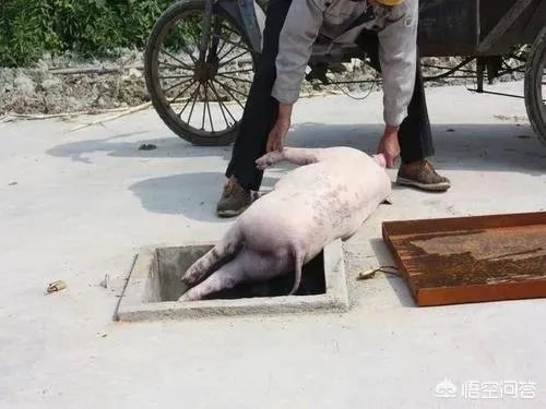 “黄河大堤内现死猪”事件引热议,猪死了为什么要扔进黄河?