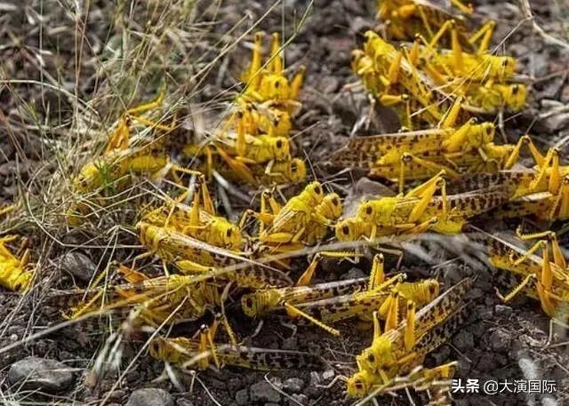 巴基斯坦蝗灾怎么样了?最近怎么感觉没人提及?