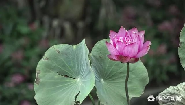 折耳鱼不呼吸在线观看免费