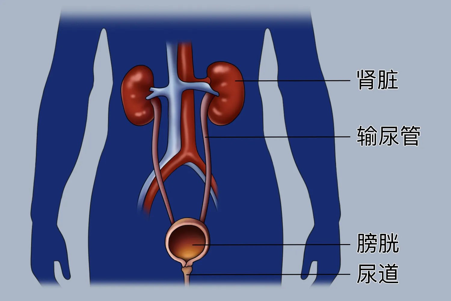 人体内脏器官分布