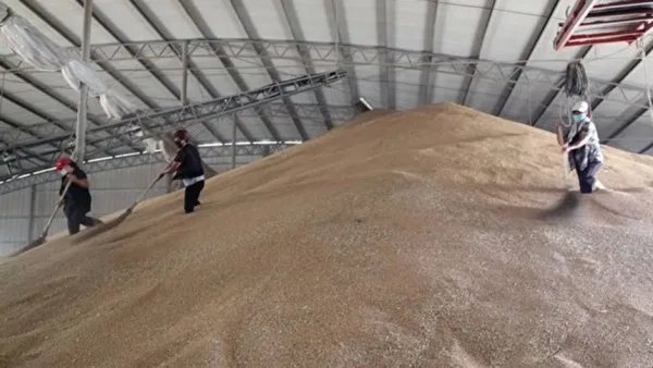 400吨储备粮神秘消失,这背后究竟有什么猫腻?