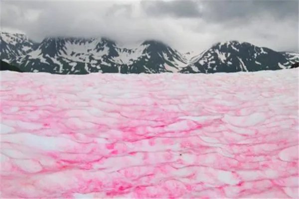 南极出现粉色“西瓜雪”，反常迹象的出现是福是祸？