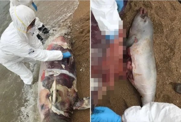 香港海滩海豚尸体在哪里?