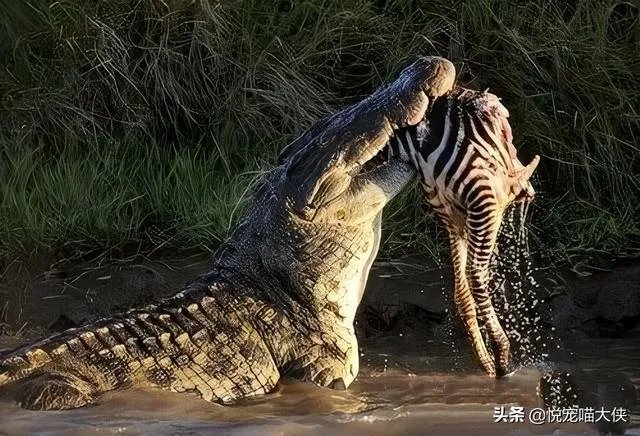 科莫多巨蜥与非洲鳄哪个更厉害?