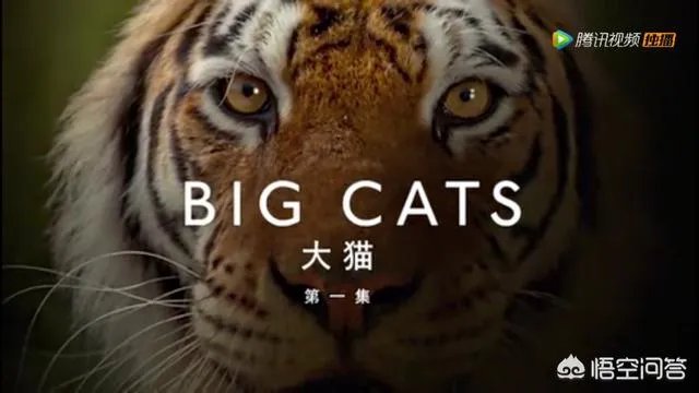 BBC大猫哪里可以看？