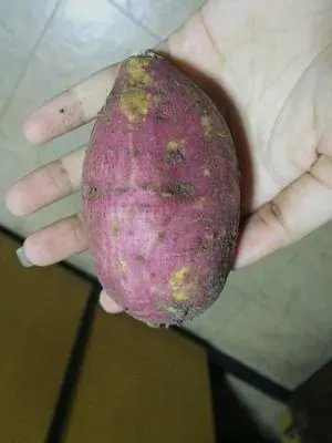 用九阳豆浆机做米糊食谱