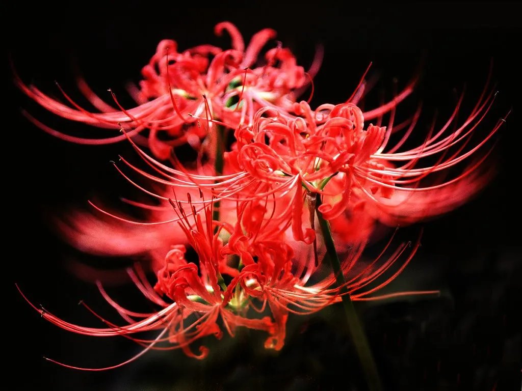 谁有《彼岸花盛开之夜》彼岸花的图?分享一下吧~