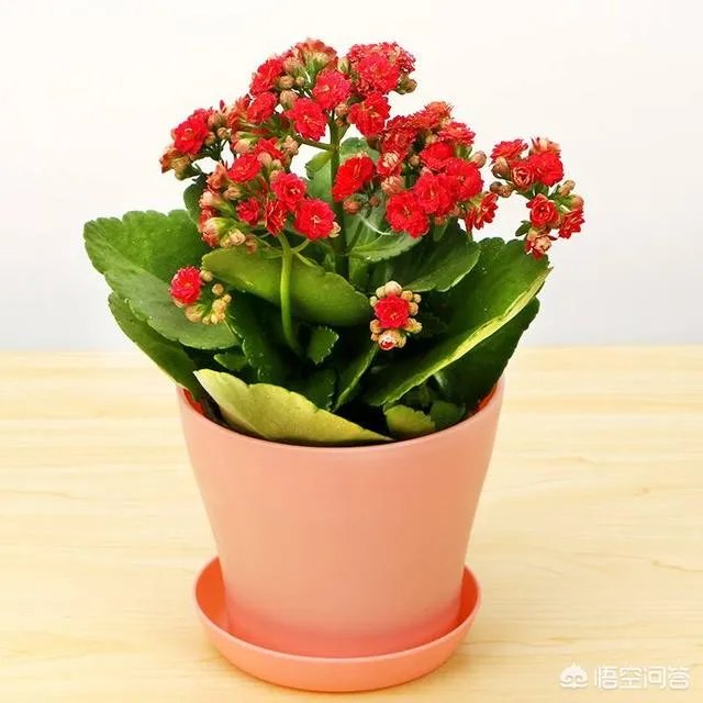 为什么有心栽花花就不活?