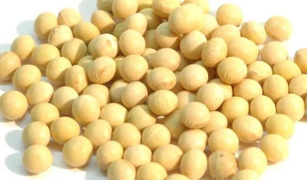 豆子有多少种