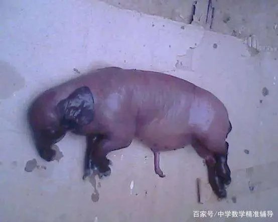 农村经常说“牛生麒麟猪生象”,到底是怎么回事?