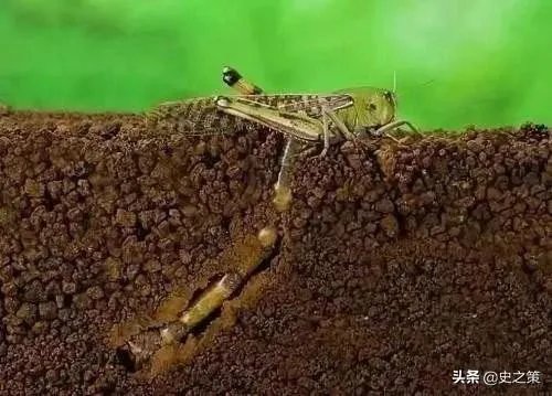 巴基斯坦蝗灾怎么样了?最近怎么感觉没人提及?