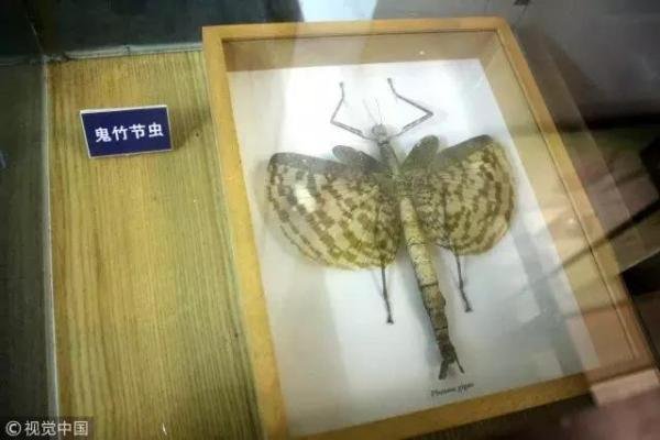 有害的昆虫有哪些