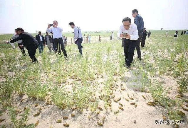 巴基斯坦蝗灾怎么样了?最近怎么感觉没人提及?