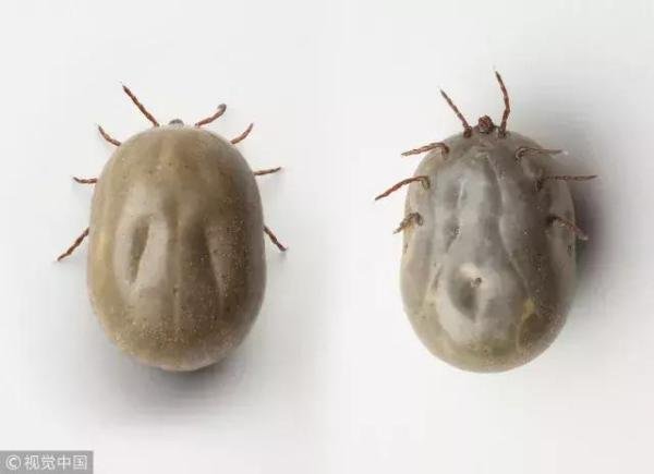 有害的昆虫有哪些