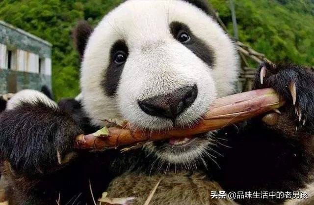 大熊猫爱吃的竹子是草还是树?