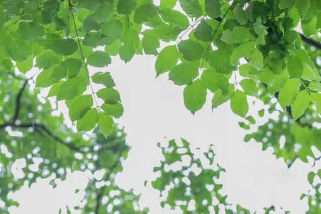 2021年夏至时间几点几分几秒 2021夏至是哪一天的什么时候