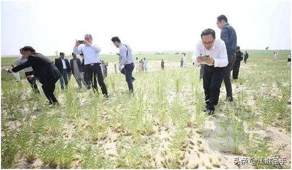 巴基斯坦蝗灾怎么样了?最近怎么感觉没人提及?