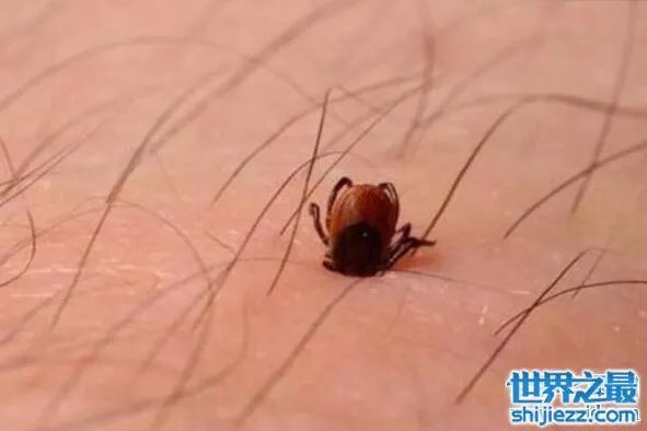 世界十大吸血鬼生物，北极七鳃鳗是最古老的吸血鬼 