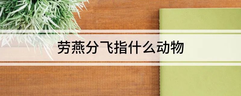 劳燕分飞指什么动物