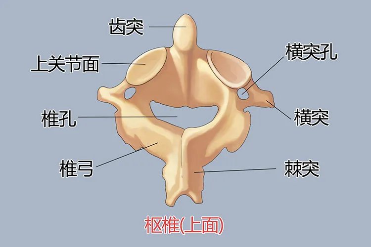 人体颈椎结构图