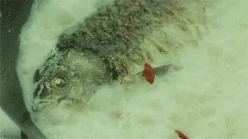 怎样熬鲫鱼汤?