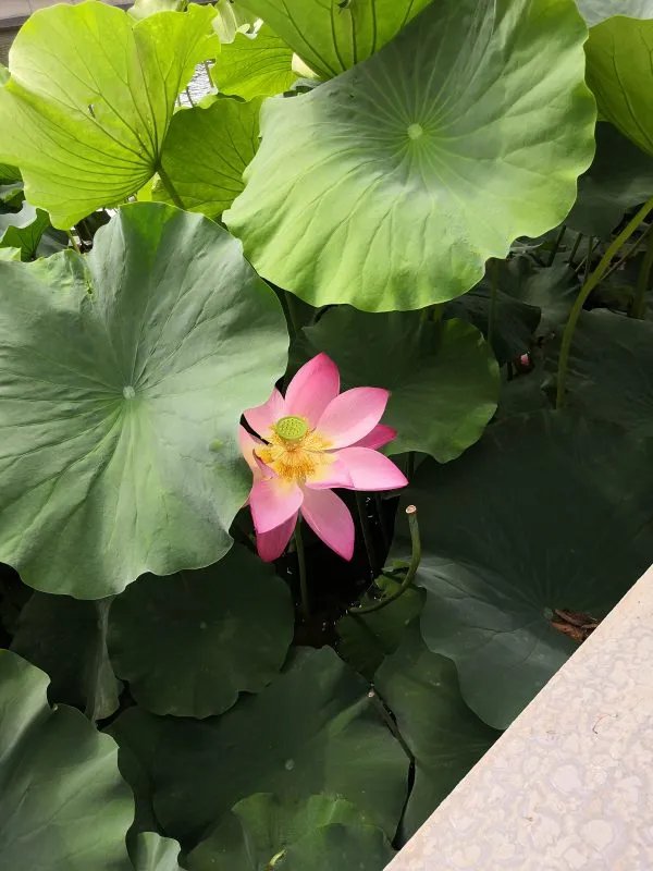 女孩落水冷静漂浮自救是怎么回事？