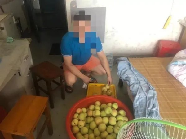 浙江3人嘴馋上树偷摘84斤水蜜桃被拘,他们的行为涉嫌什么罪?