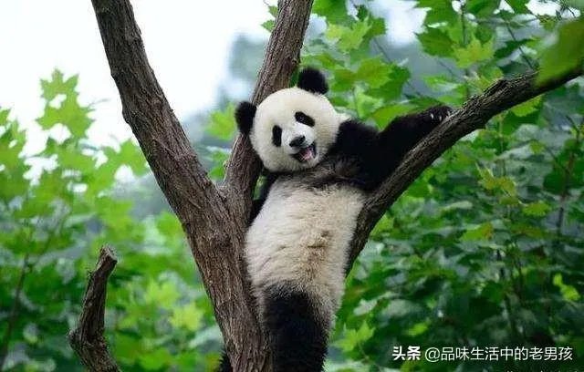 大熊猫爱吃的竹子是草还是树?