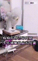 狗狗铺凉席关灯睡觉 狗狗铺凉席关灯睡觉视频