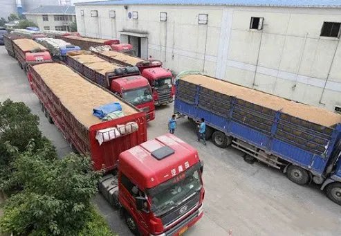 400吨储备粮神秘消失,这背后究竟有什么猫腻?