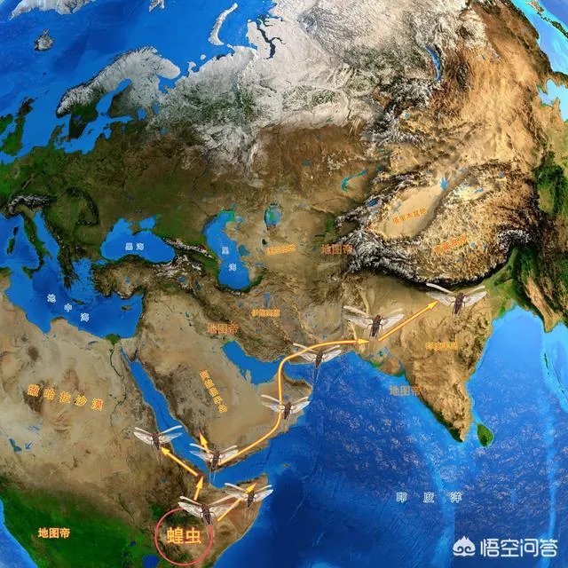 非洲蝗虫成灾,已影响印度和巴基斯坦,会传入中国吗?