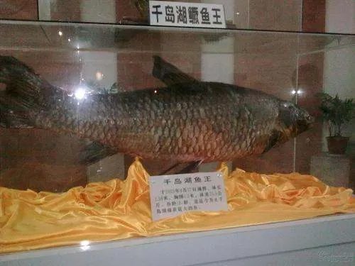 金鱼的记忆真的只有7秒钟吗、为什么呢?