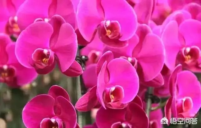 为什么有心栽花花就不活?