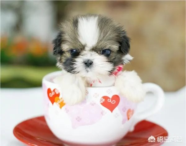 茶杯犬的寿命多长？