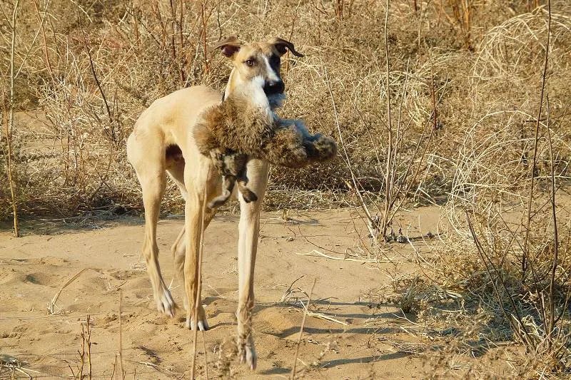 猎犬论坛的论坛分类